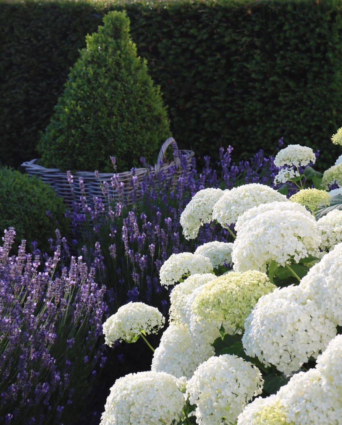 Sweet White Limelight Hydrangea
