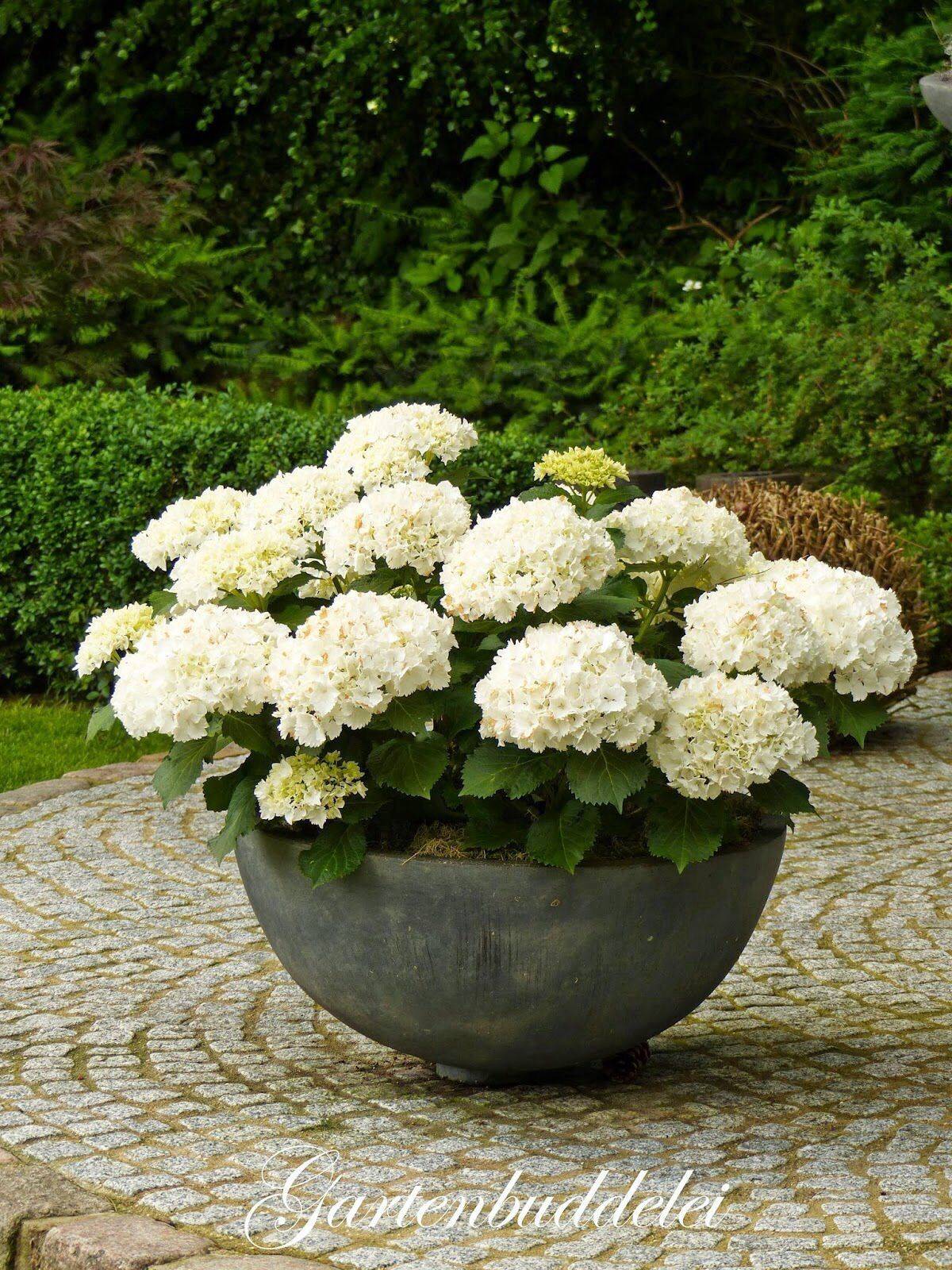White Hydrangea