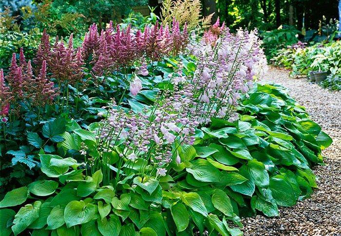 Shade Garden Plants Astilbe