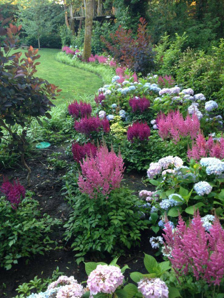 Astilbe Knechts Nurseries