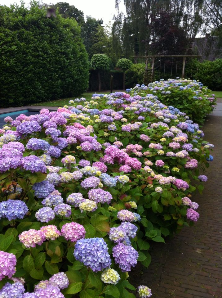 Garden Landscaping Borders And Long Garden Ideas Arbors