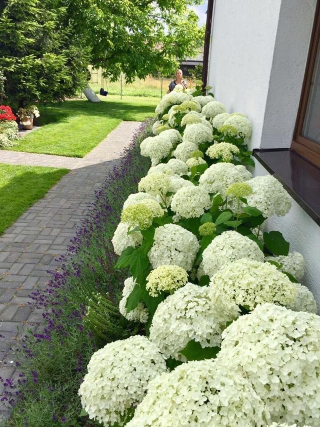 Modern Garden Design Hydrangea Landscaping