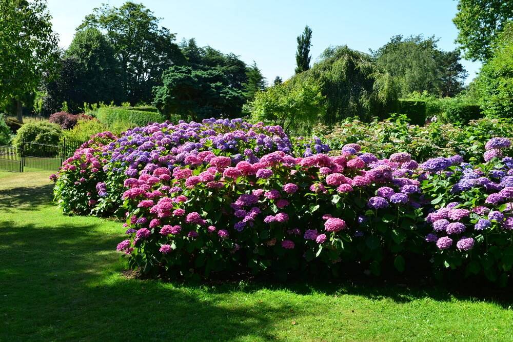 Beautiful Flower Beds