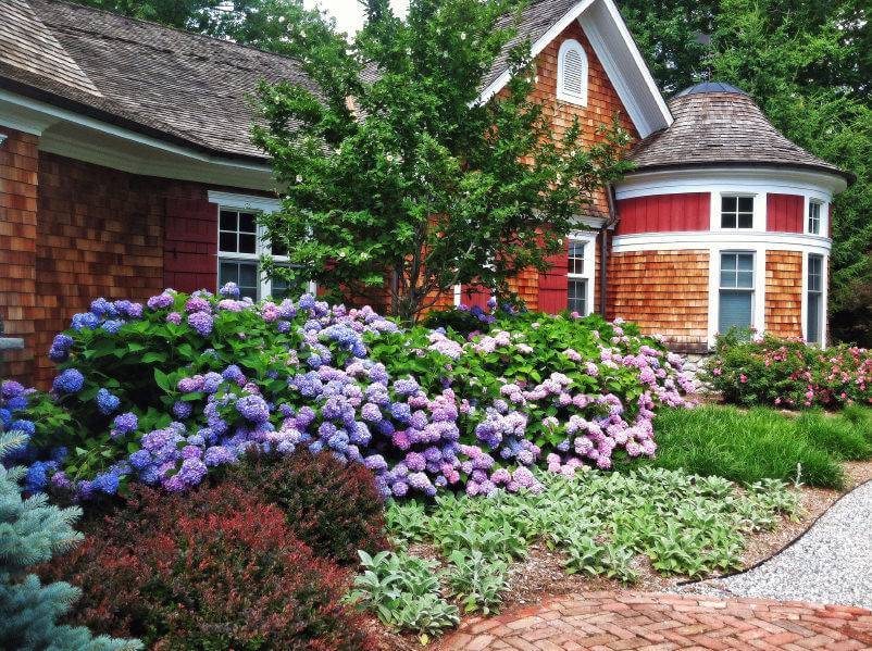 A Charming House Exterior Hydrangea Landscaping