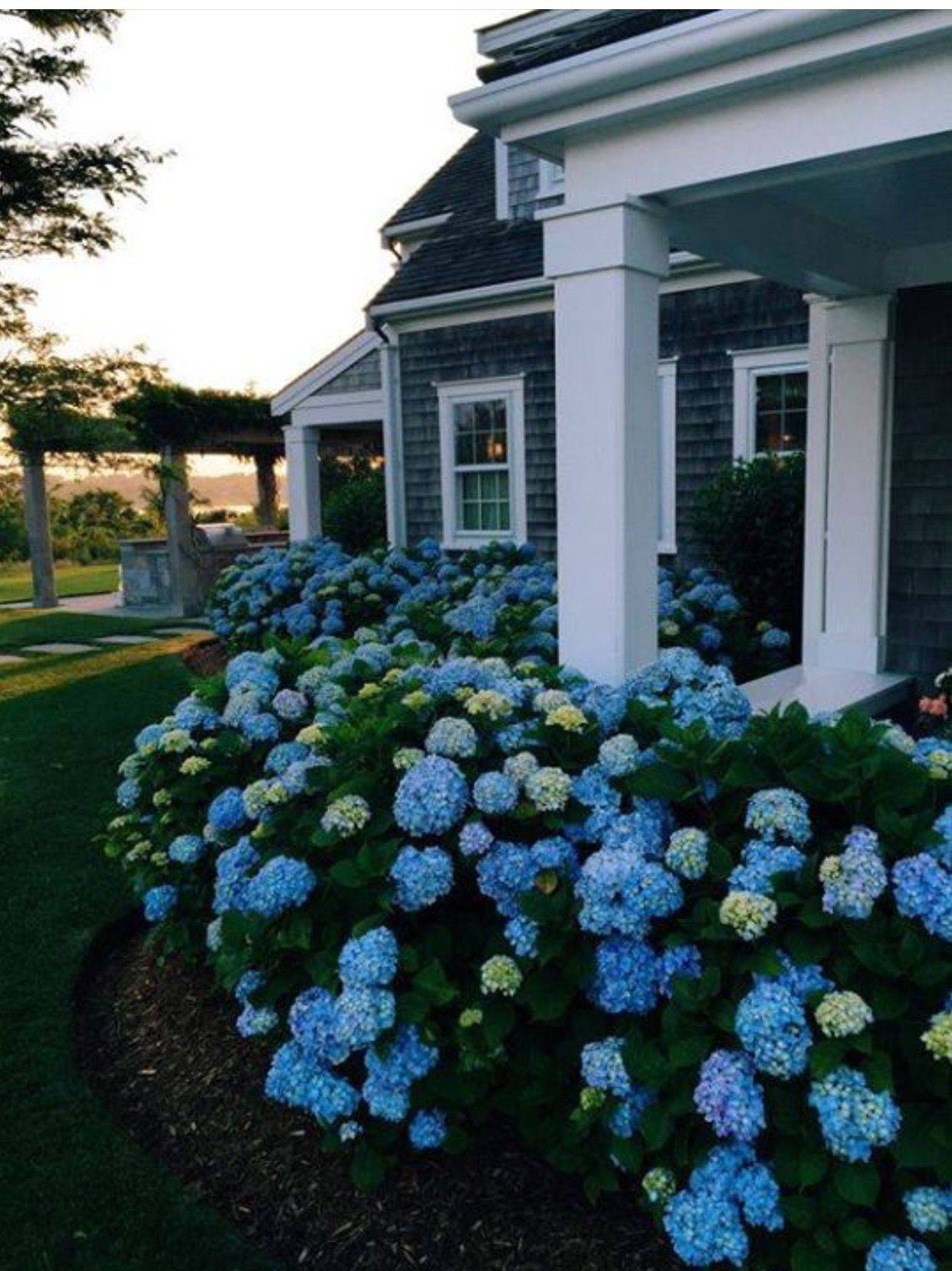 Beautiful Hydrangea Design Ideas