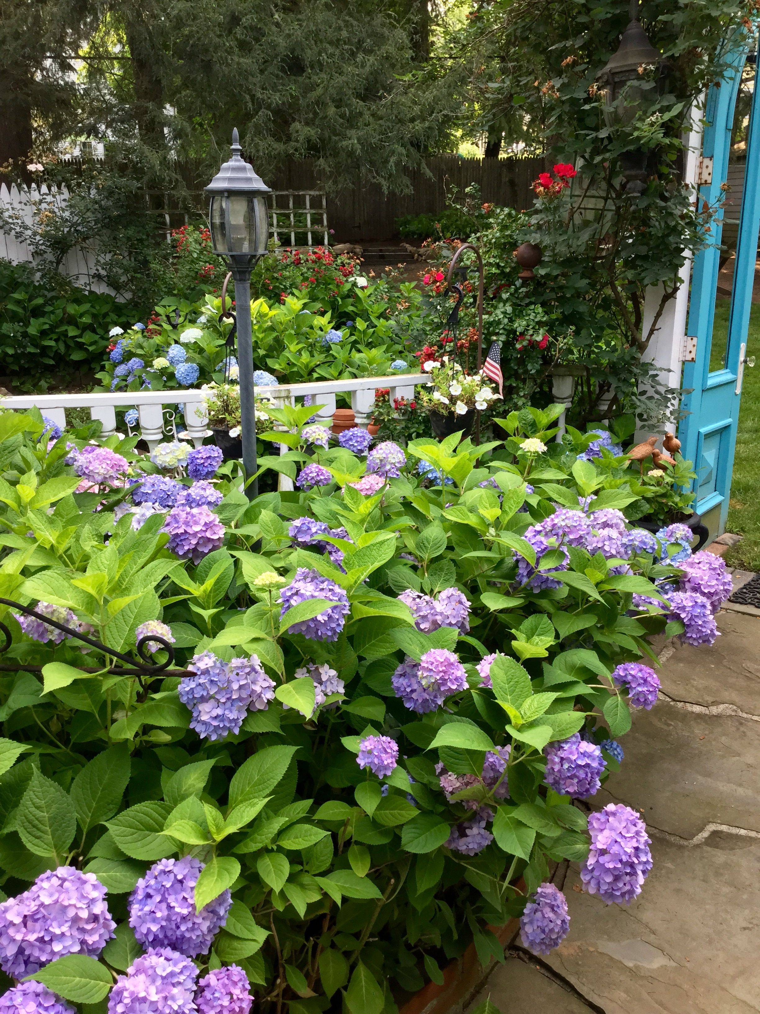 Hydrangea Garden Ideas