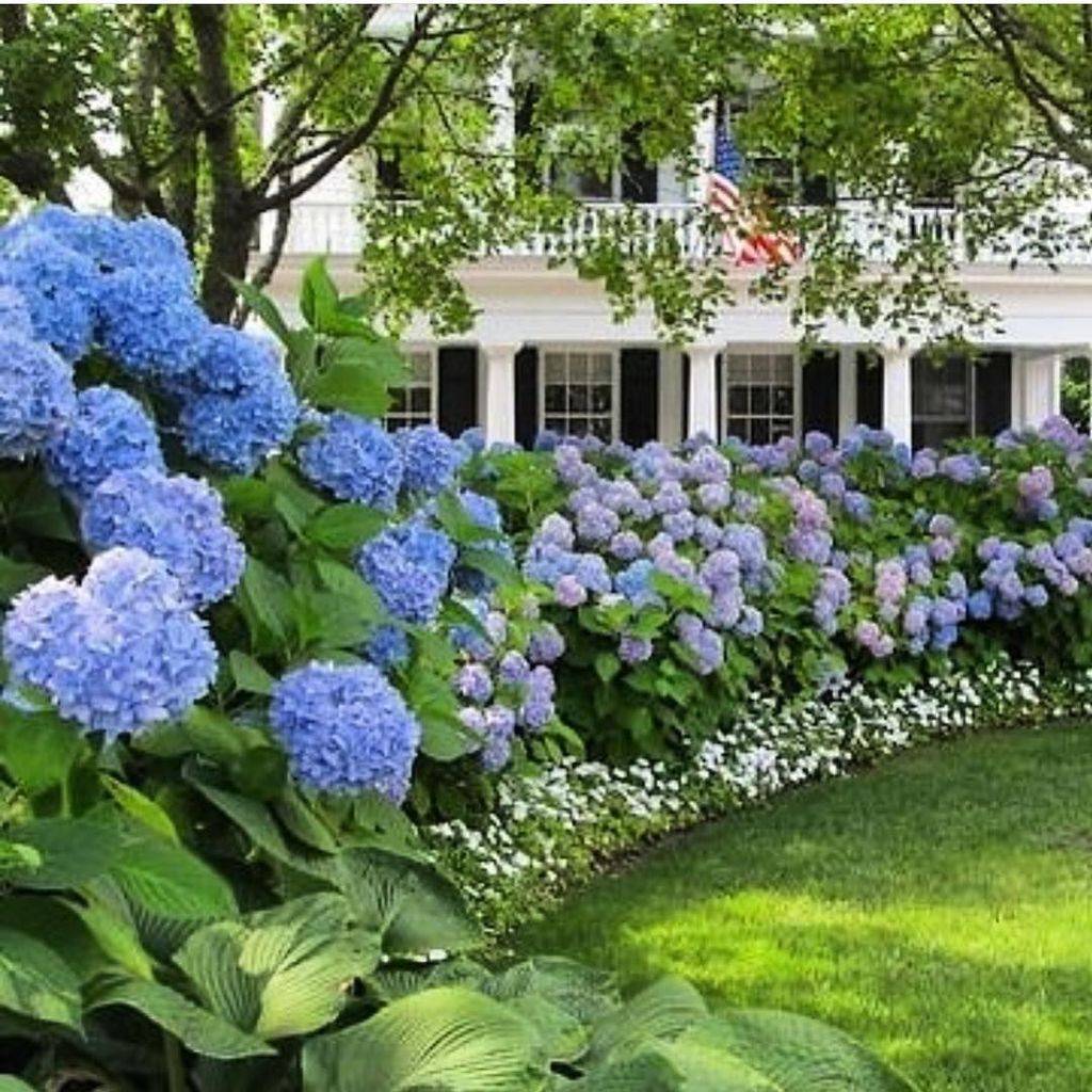 Landscape Hydrangea Flower Bed Hydrangea Landscaping