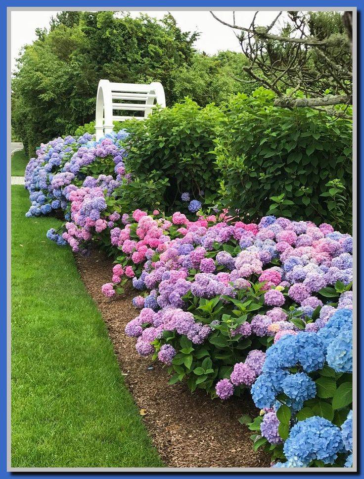 These Hydrangea Landscape Ideas