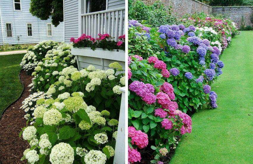 Garden Plant Hydrangea Garden Flower Creative Garden Ideas