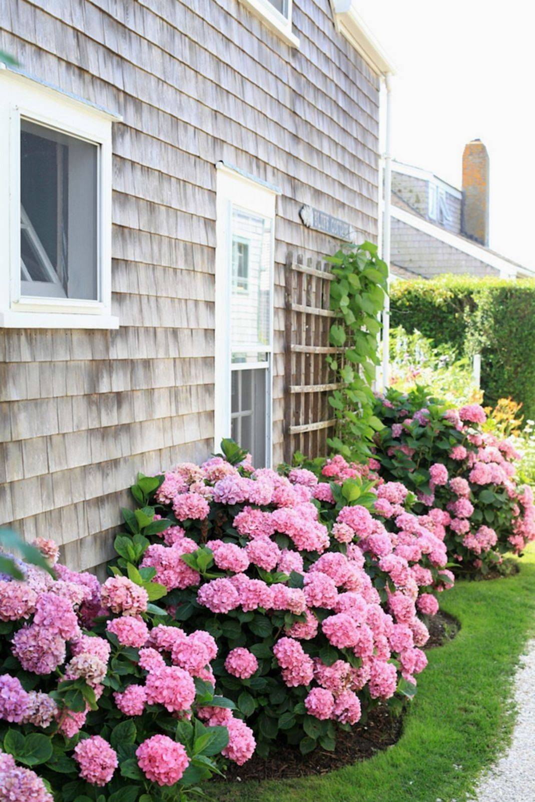 Gardening Hydrangea Landscaping