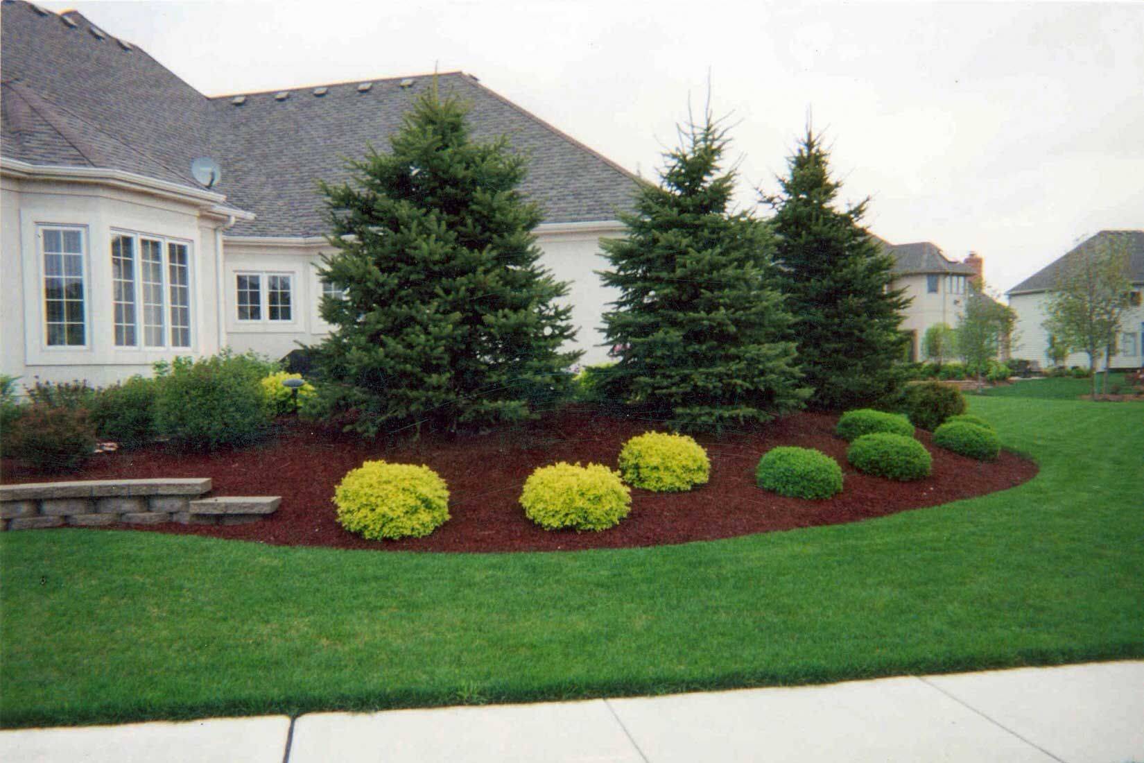 Evergreen Plants Landscaping
