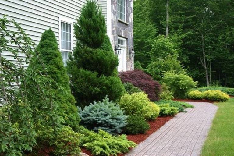 Evergreen Landscape Front Yard