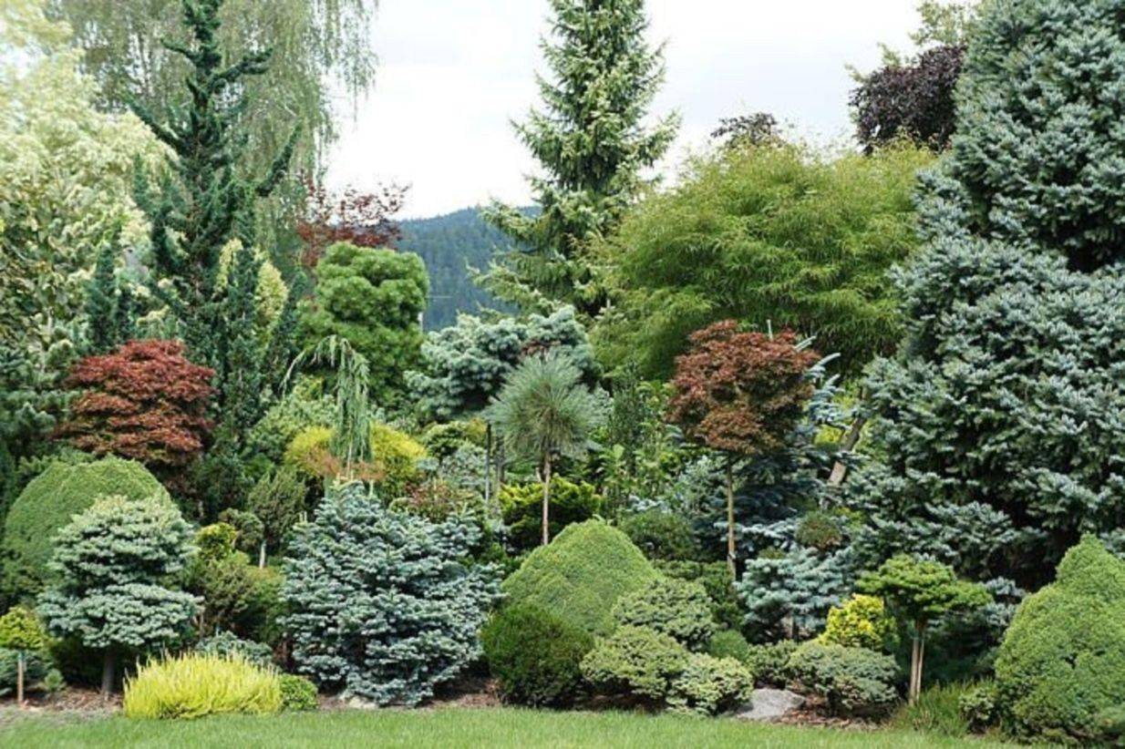 Evergreen Landscape Front Yard