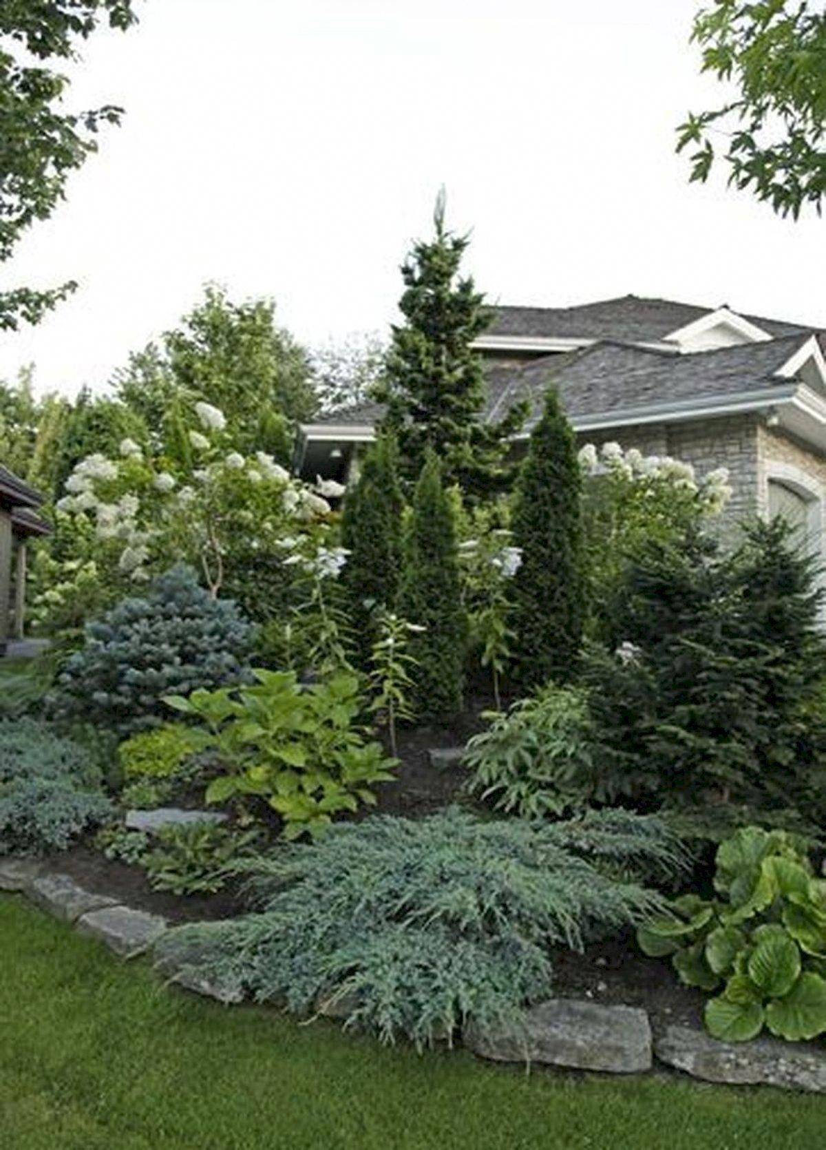 Dwarf Conifers
