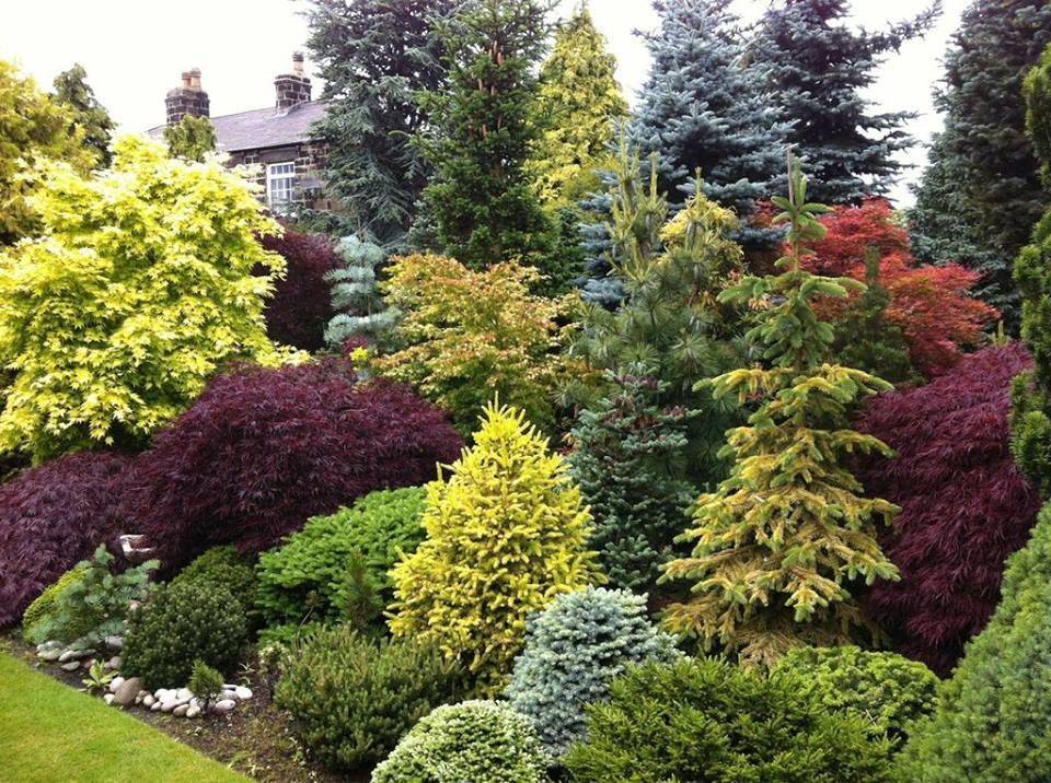 Frontyardlandscapingideas Evergreen Landscape