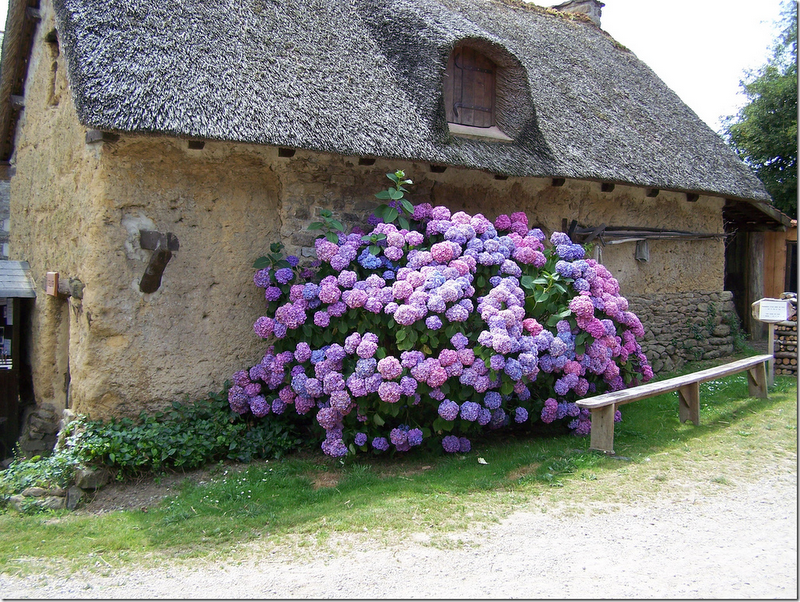 Beautiful Hydrangeas