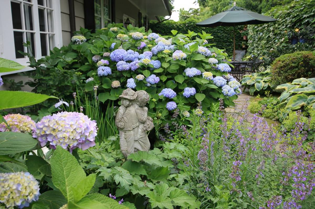 Hamptons Hydrangeas