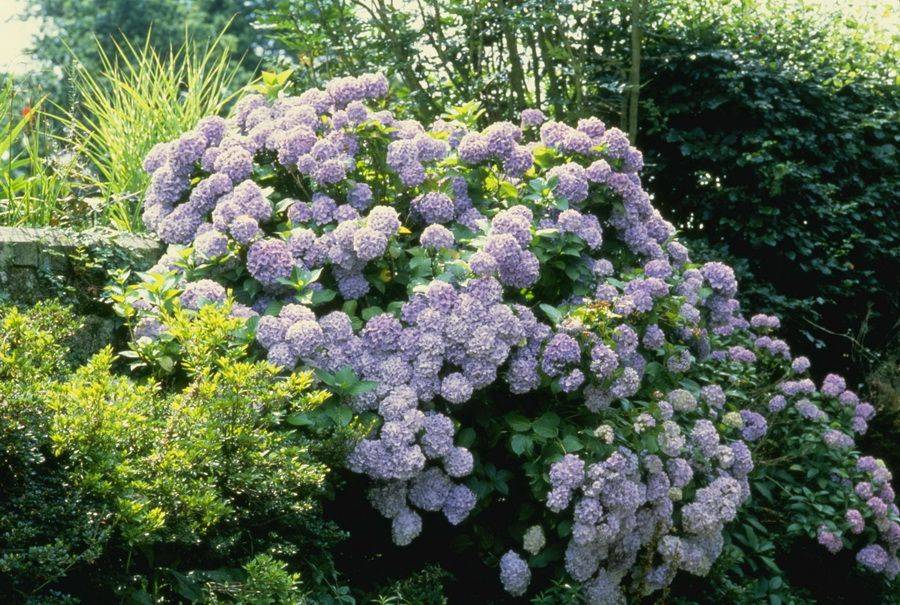 Great Beautiful Garden
