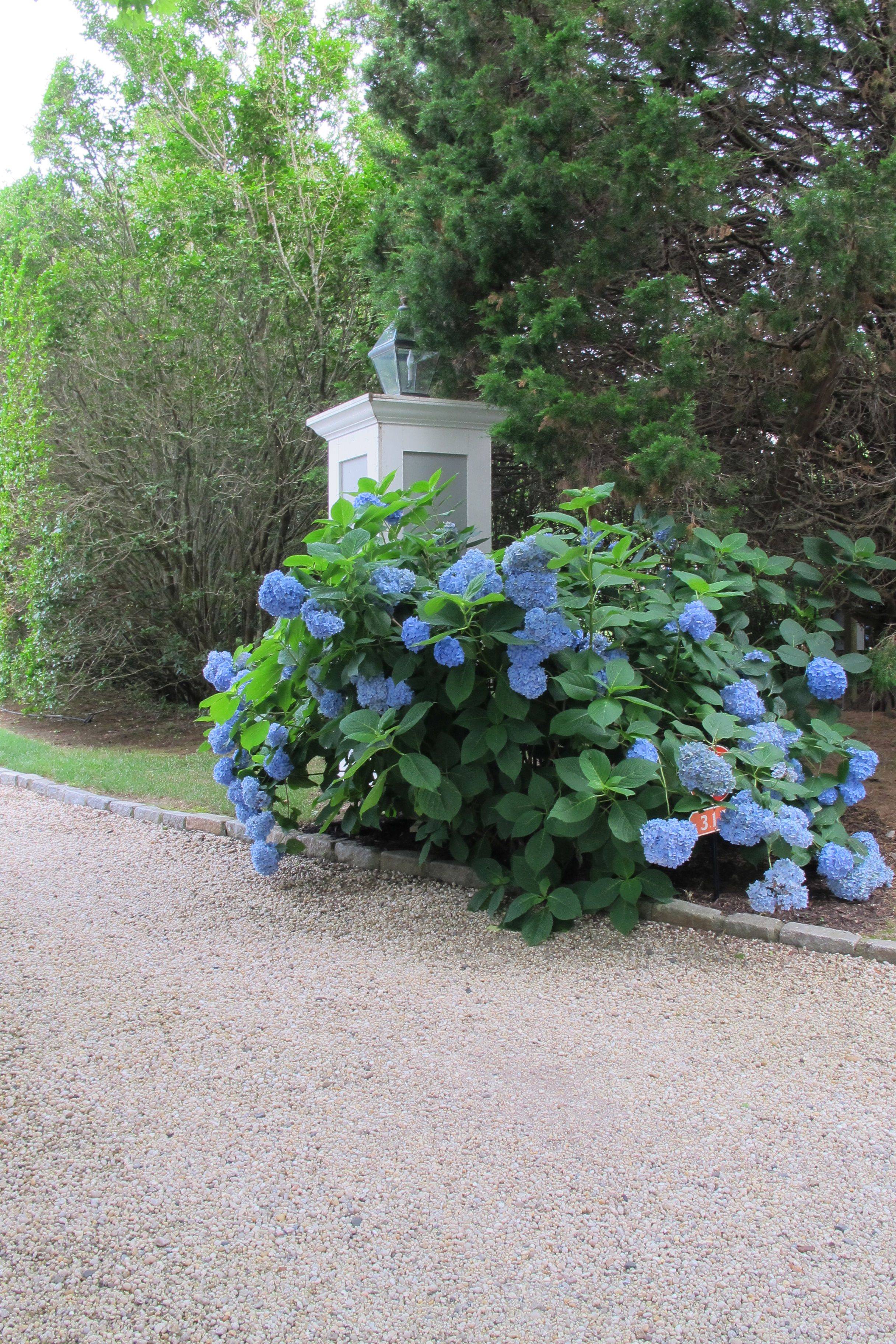 More Family Hydrangeas
