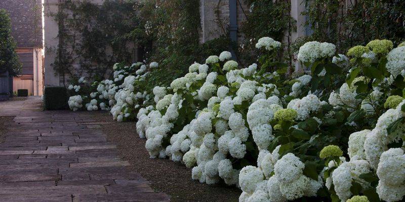 Hydrangea Side Yard