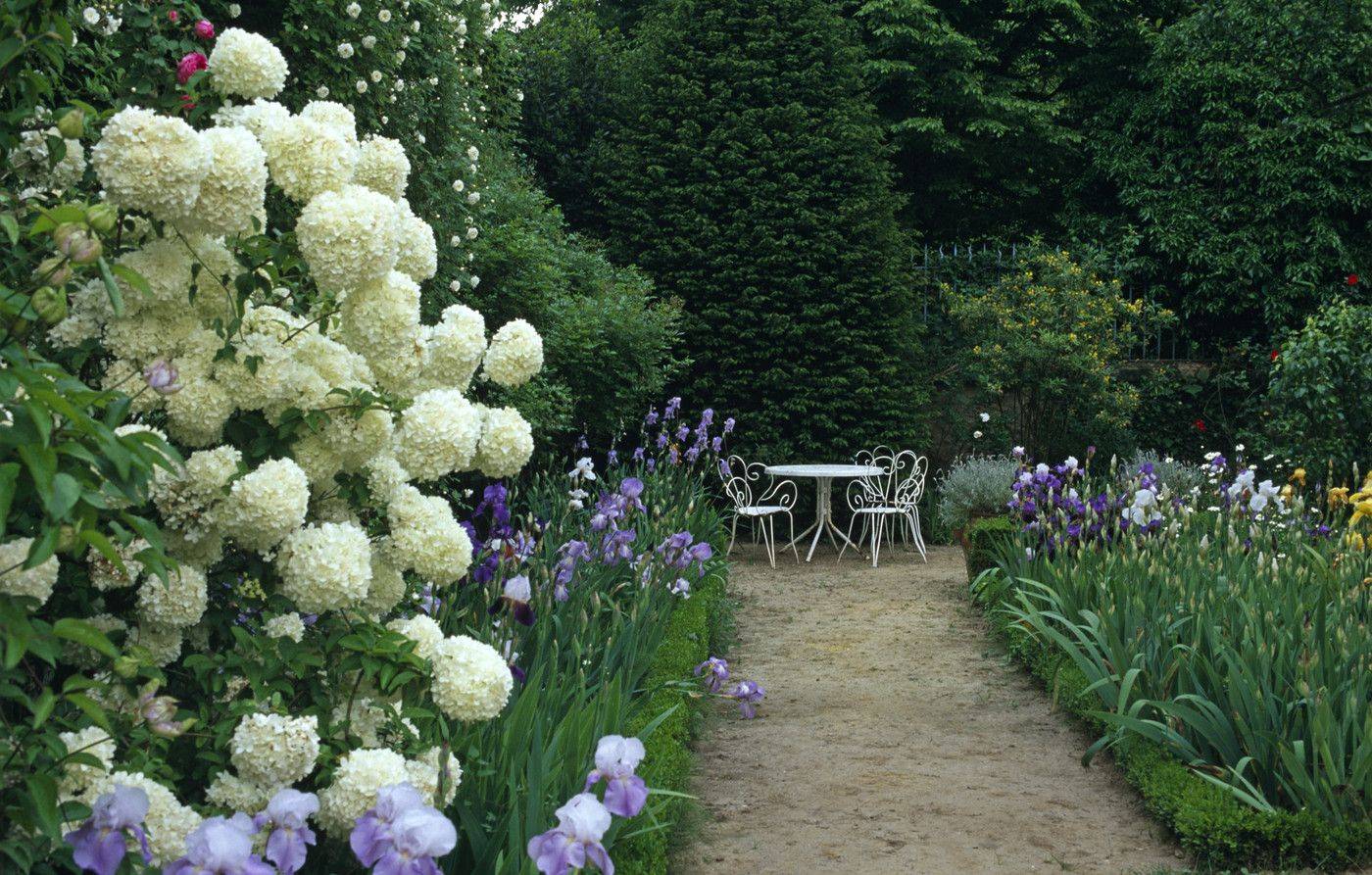Endless Summer Hydrangea