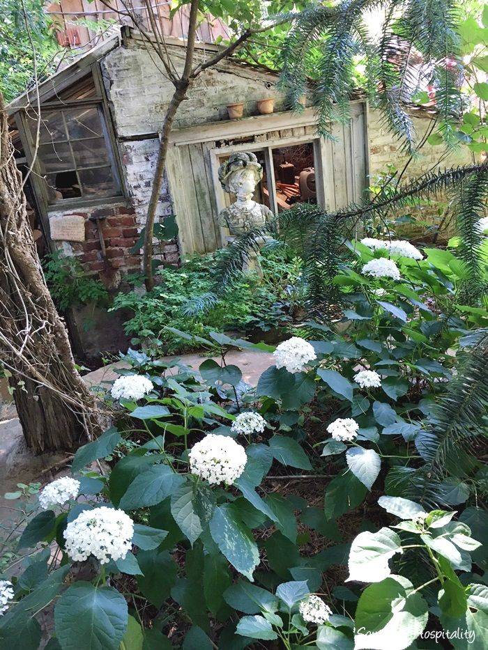 Hydrangea Hydrangea