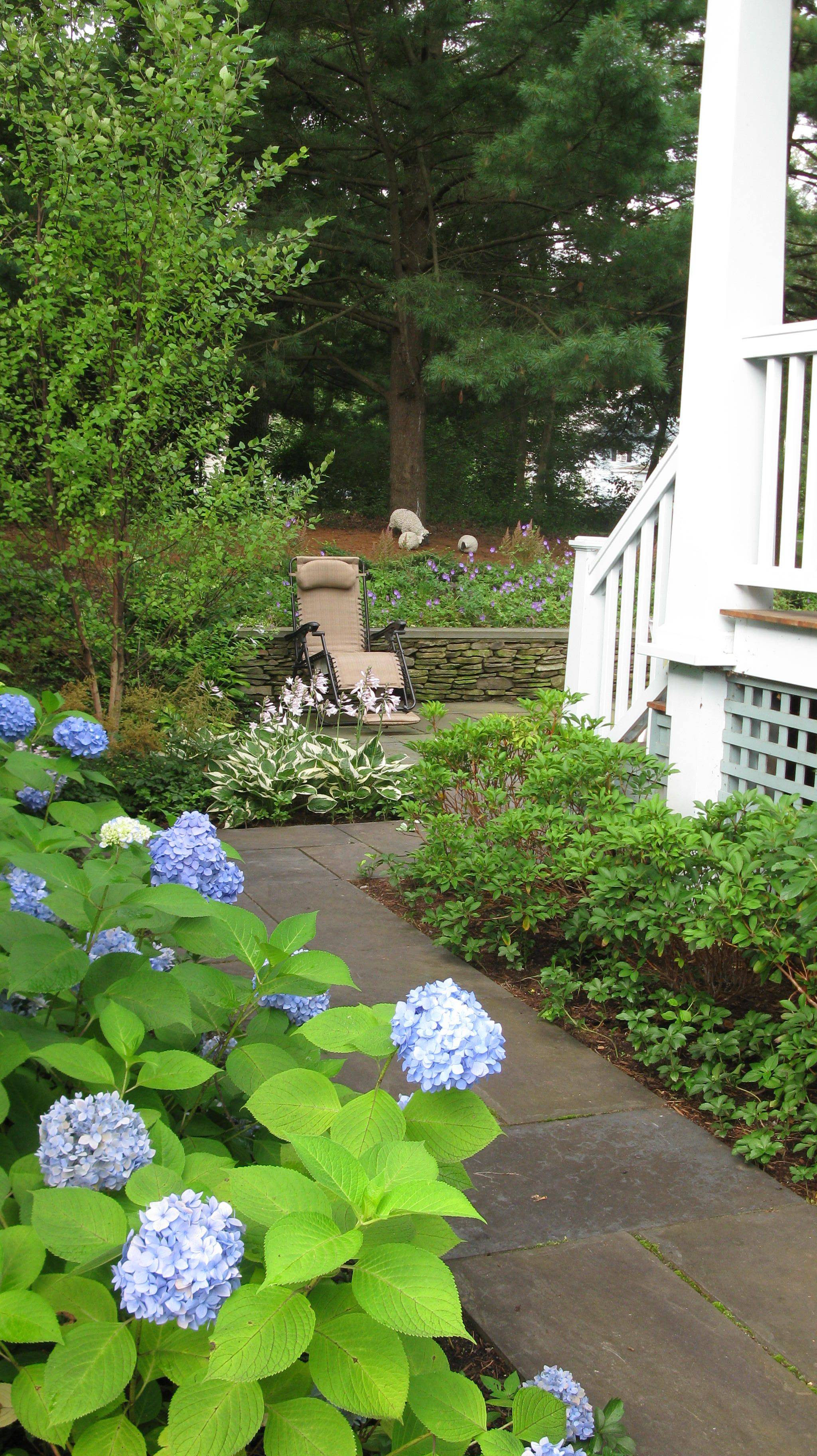 Courtyard Gardens Annabelle Hydrangea