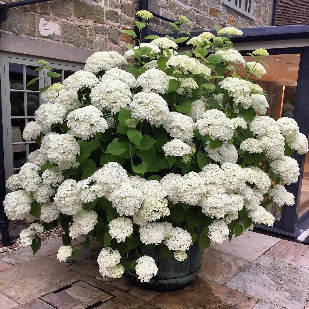 Whitebloominghydrangeasjpg In