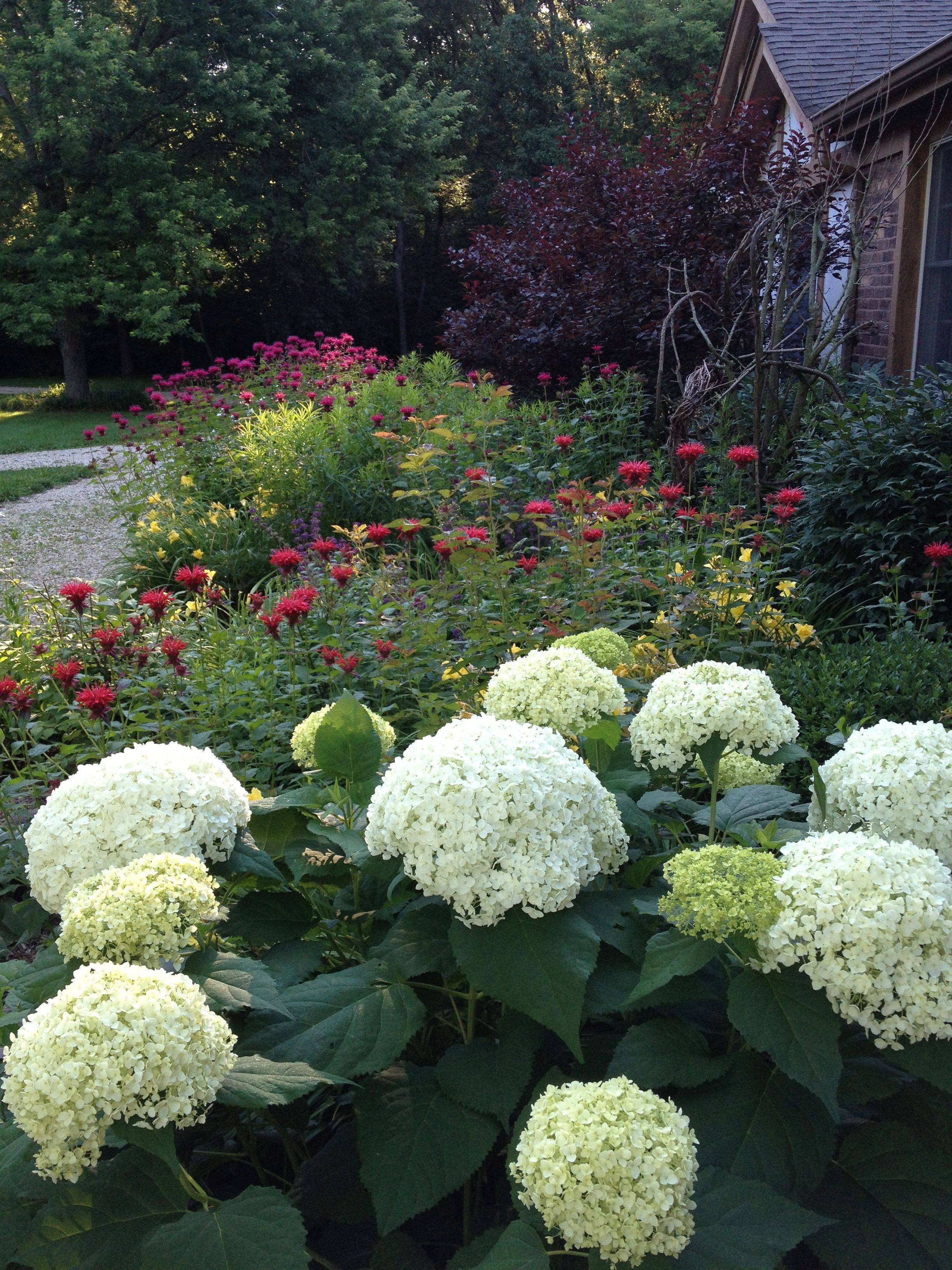 Hydrangea Quick Fire