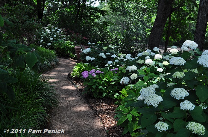 Beautiful Hydrangeas
