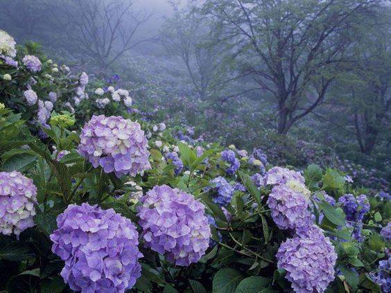 Colorful Garden Hydrangeas Pictures