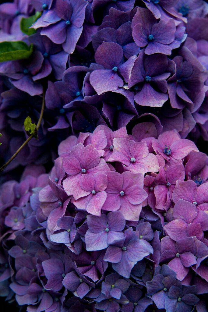 En Hortensias Jardines Flores