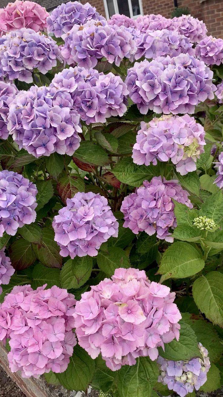 Fresh Landscaping With Hydrangeas Hydrangea Landscaping Evergreen