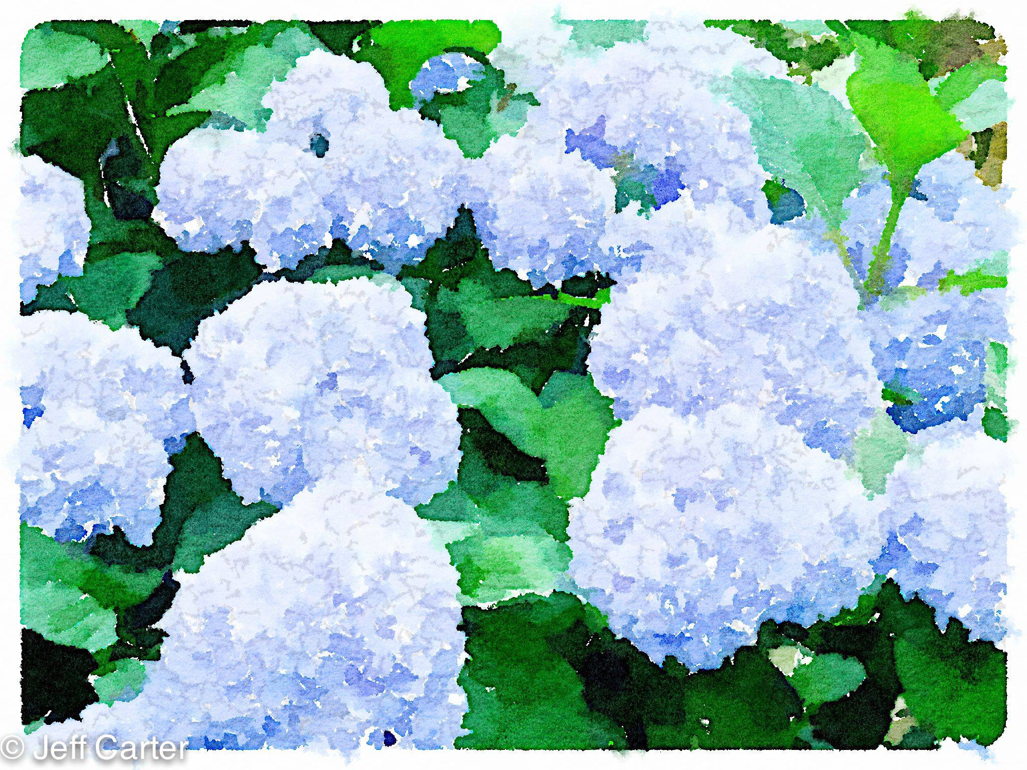 Hydrangea Garden