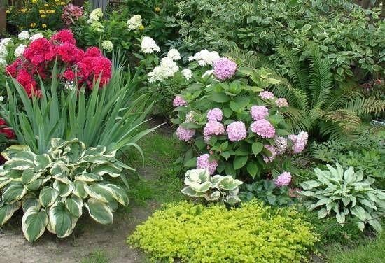 Hydrangea Garden Youtube Uk