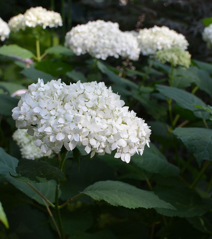 Pin On Hydrangea
