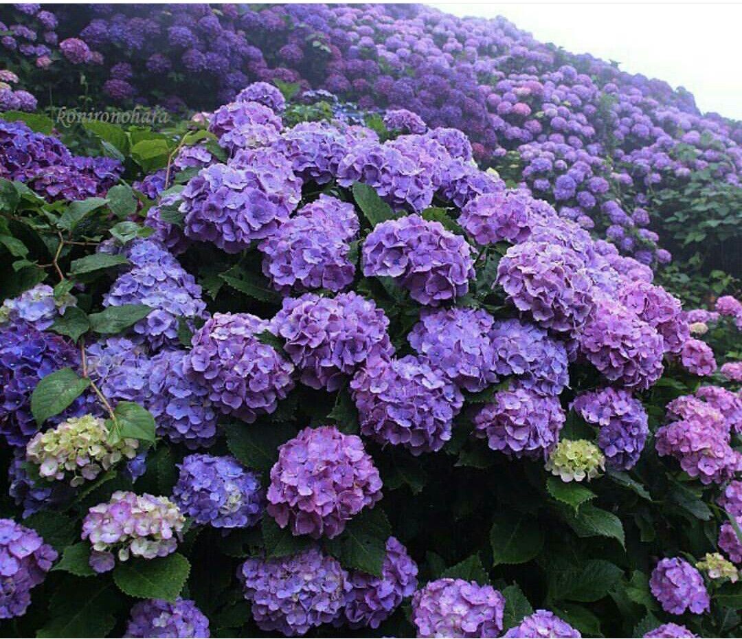 Wallpaper Blue Hydrangea Flowers