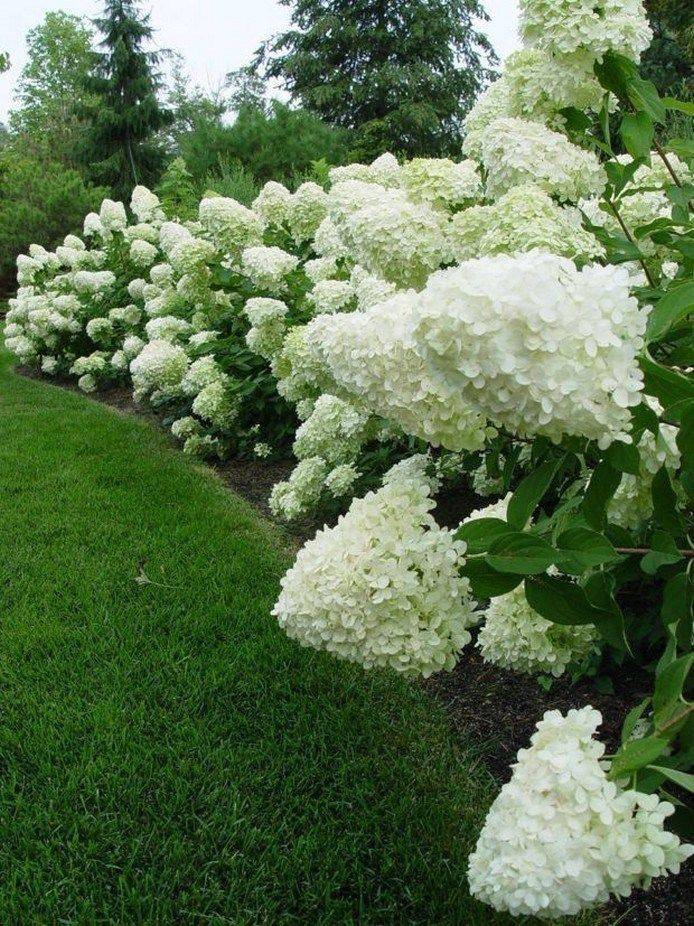 Landshaft Design Hydrangea Tree