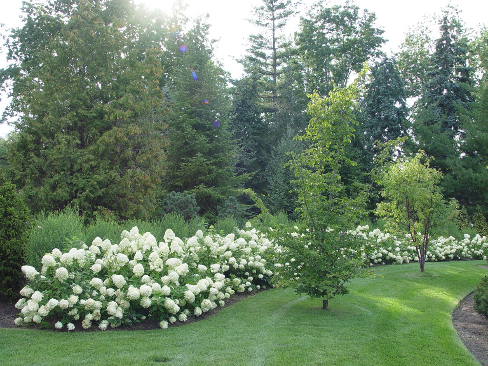 Landshaft Design Hydrangea Tree