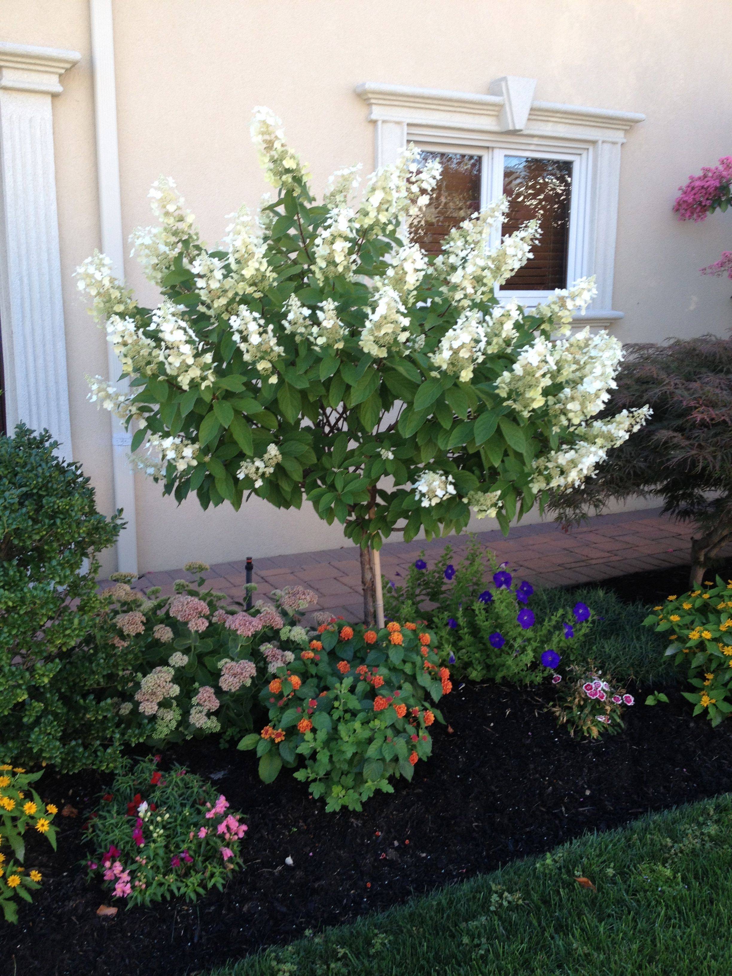 Annabelle Hydrangea Dirt