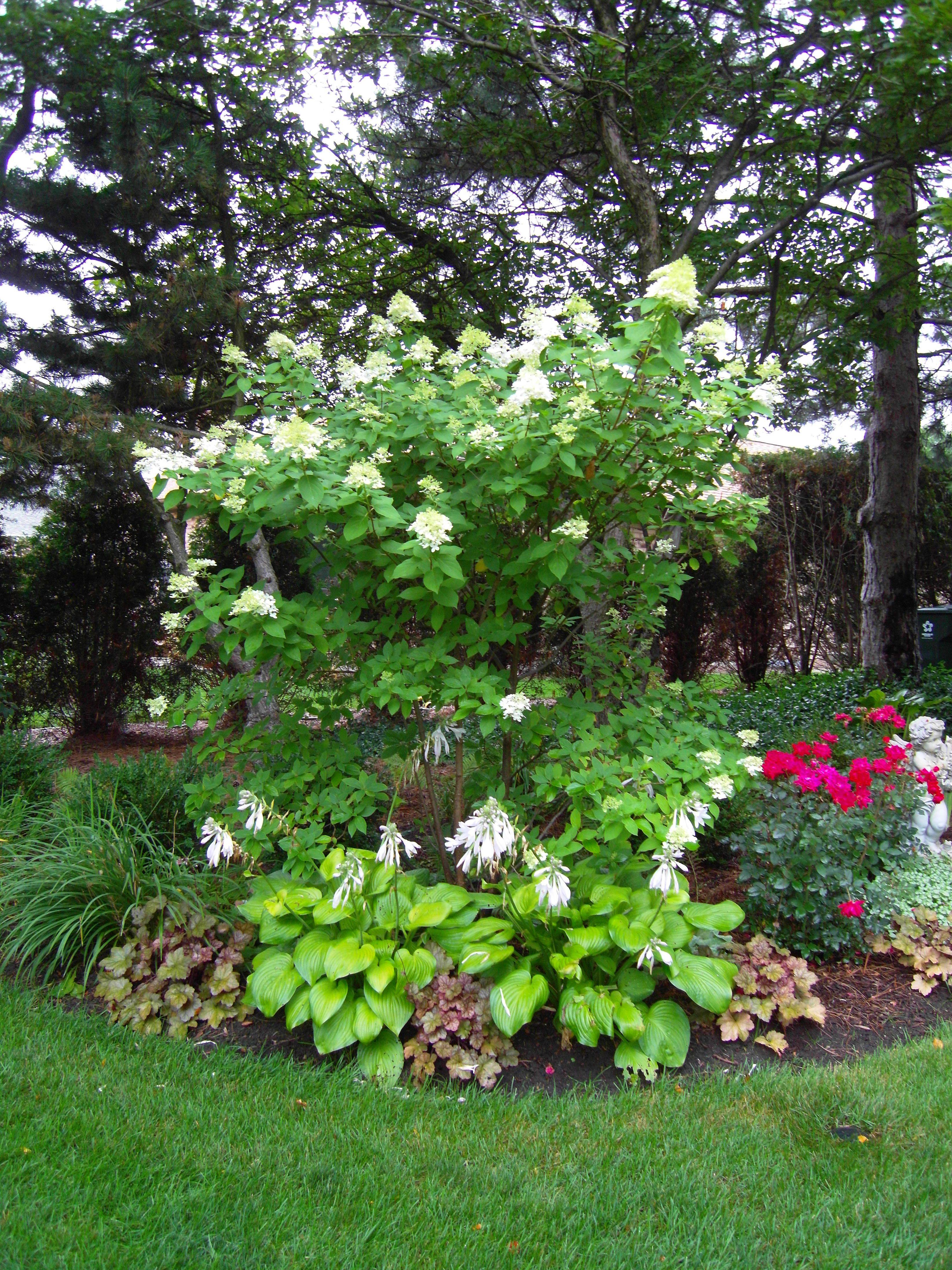 White Hydrangea Limelight