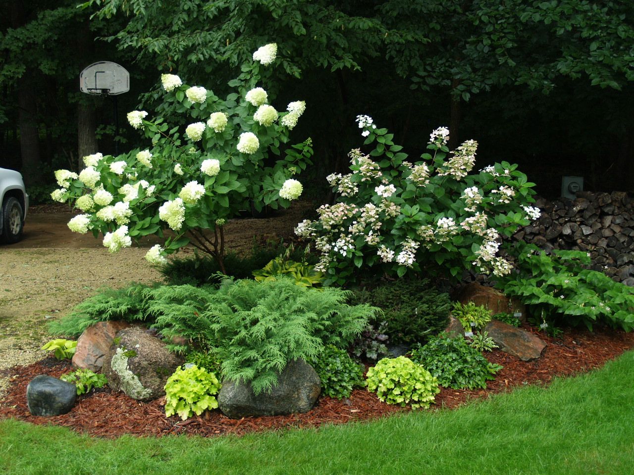 Sweet White Limelight Hydrangea
