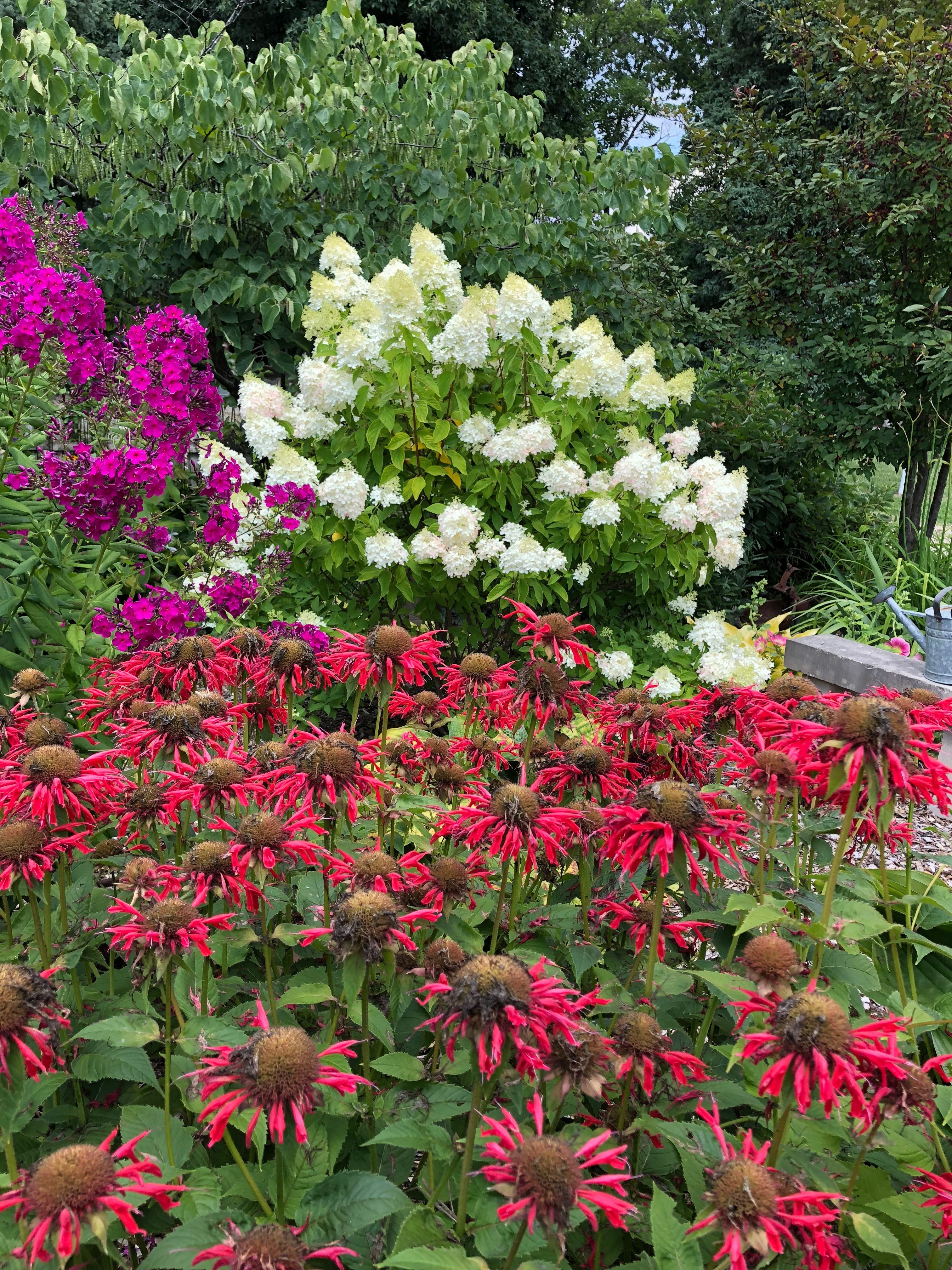 The September Garden Garden Hydrangea And Boxwood Garden Design