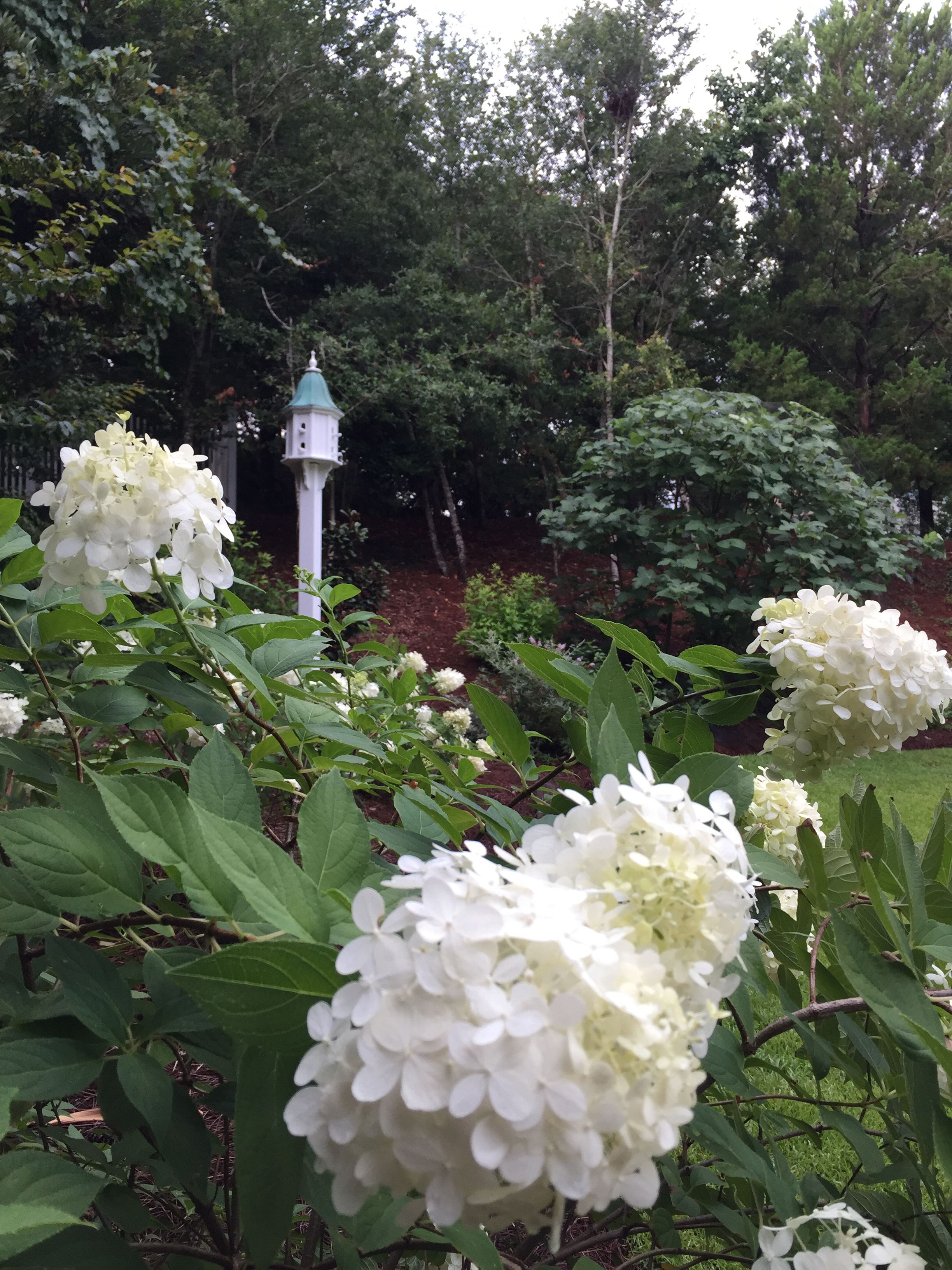 Those Other Hydrangeas Hydrangea Landscaping