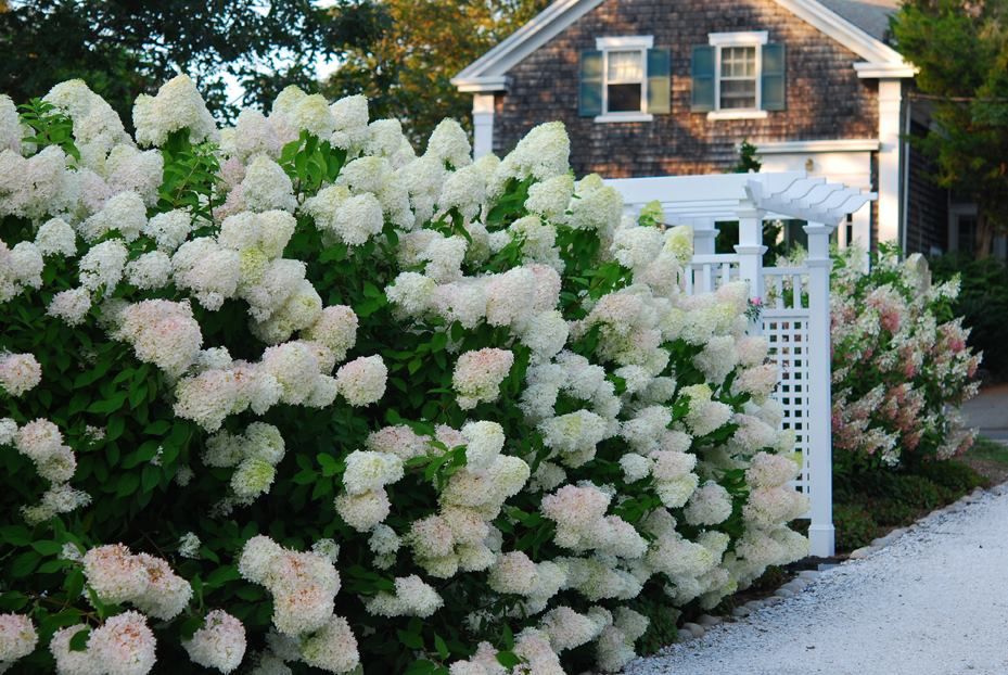 Timeless Paper Beautiful Home Gardens