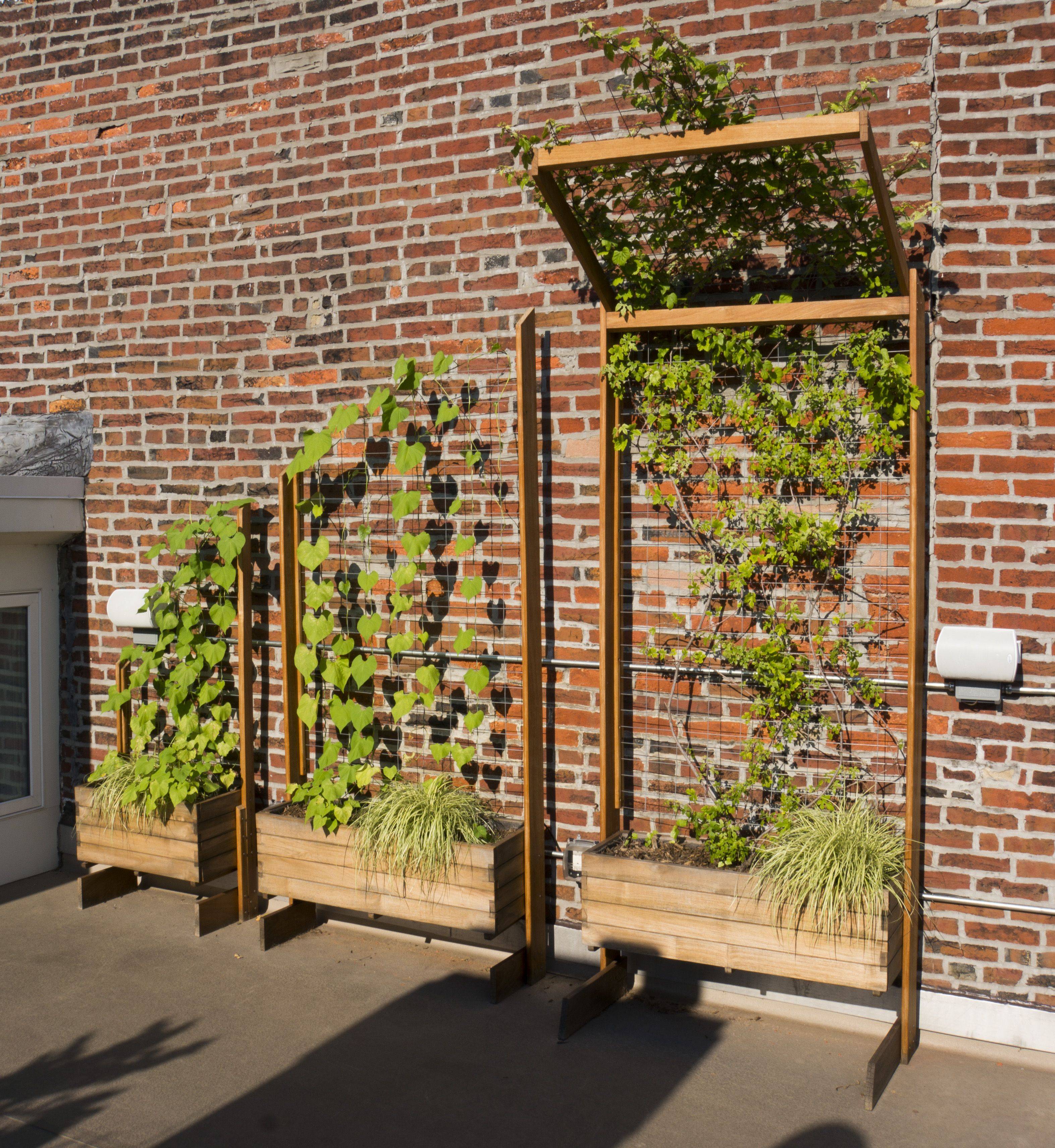 Garden Trellis Ideas