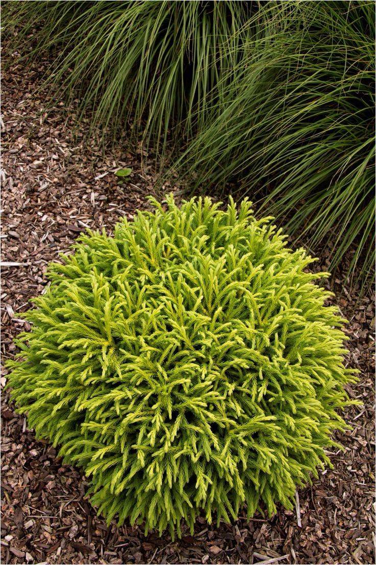 The Perfect Perennial Flower Bed