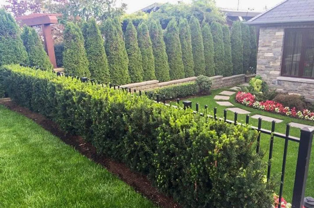 Evergreen Lanscaping Design