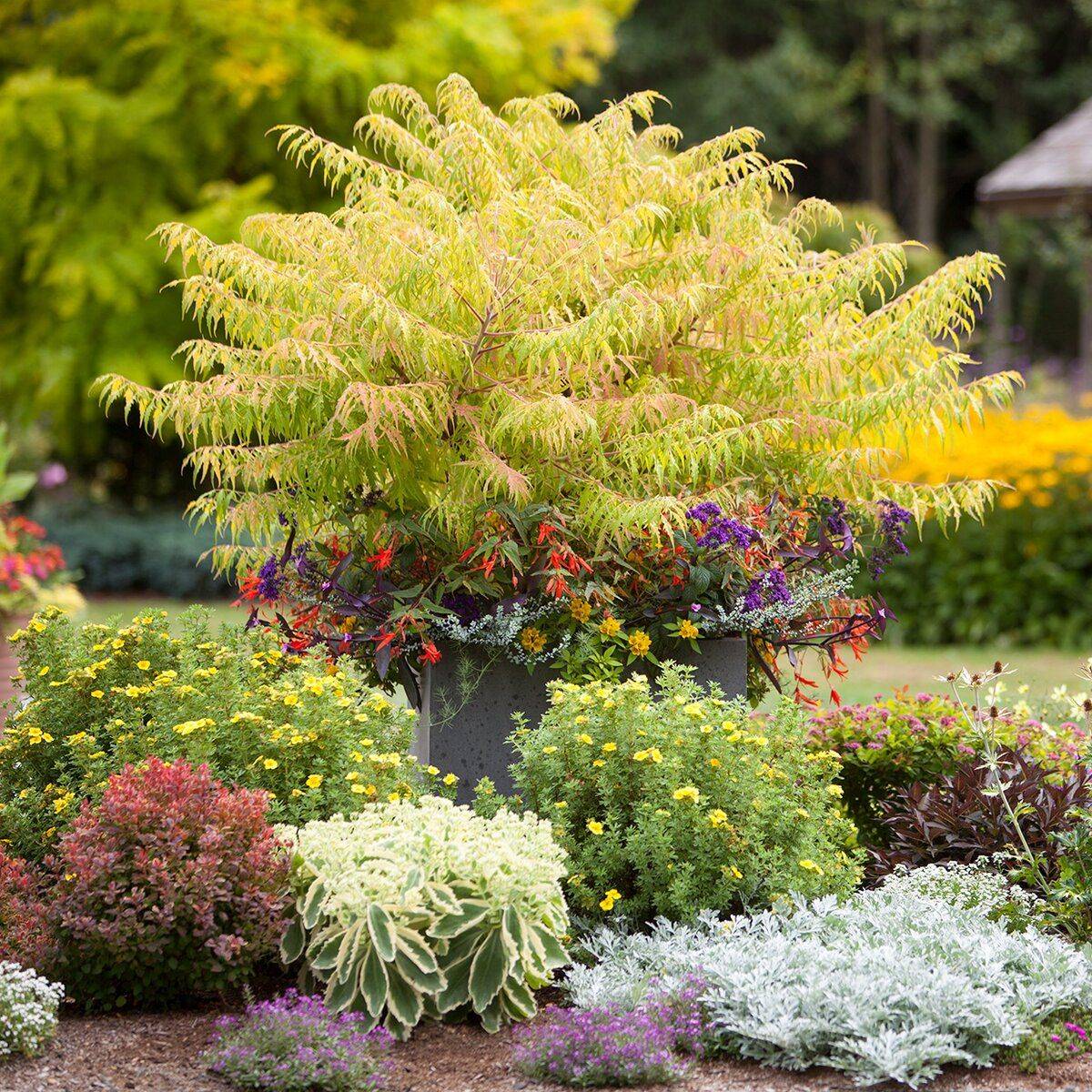 Top Choices Shade Shrubs