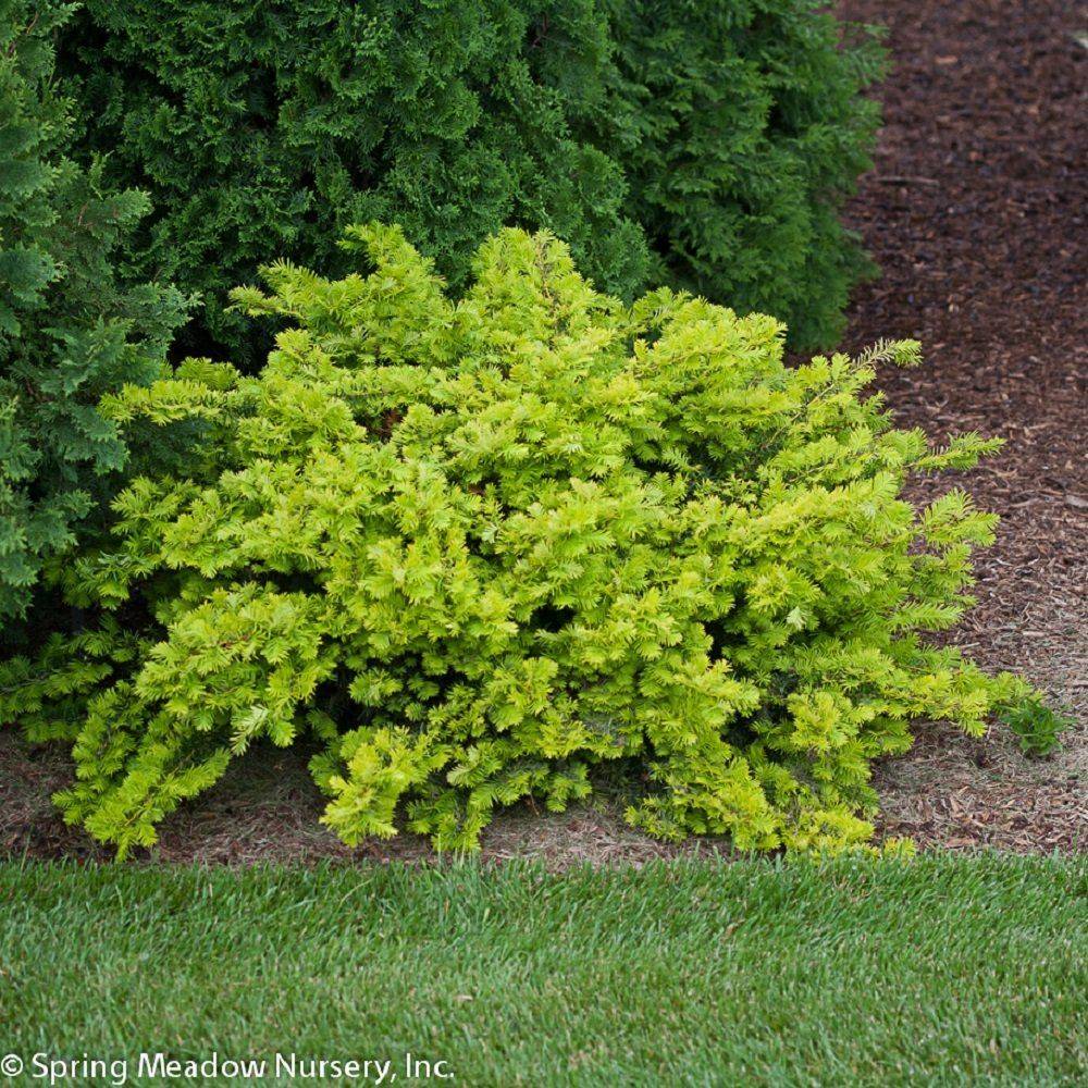 Mixed Shrub Border Google Search Evergreen Landscape Front Yard